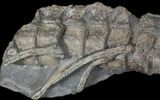 Articulated Ichthyosaur Vertebra - Port Mulgrave, England #62899-3
